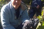 Vinobraní 2013