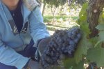 Vinobraní 2013