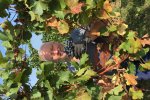 Vinobraní 2018