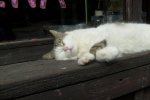 Jinolice 2010