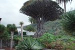 Pobyt na ostrově Tenerife