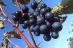 Vinobraní 2013