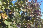 Vinobraní 2013