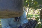 Vinobraní 2013