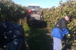 Vinobraní 2013