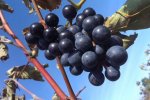 Vinobraní 2013